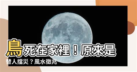 鳥死在家裡|【鳥死在家裡】鳥死在家裡！原來是替人擋災？風水徵。